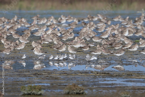 wader flock