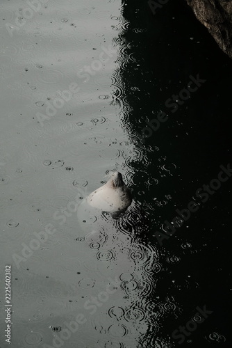 Happy seal swimming and playing in rainy gray water, Patagonia Argentina playful marine wildlife concept