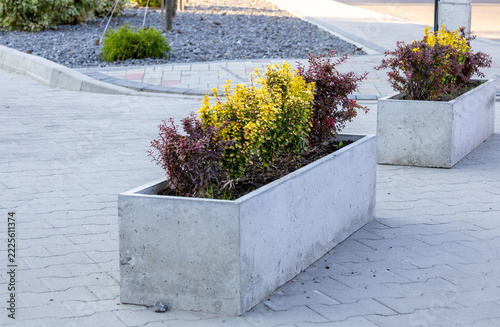 Concrete planters with flowering shrubs line a paved walkway in an outdoor public space