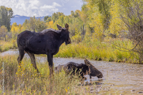 Cow and Calf Moose in Grand Teton National Park Wyoming in Autumn