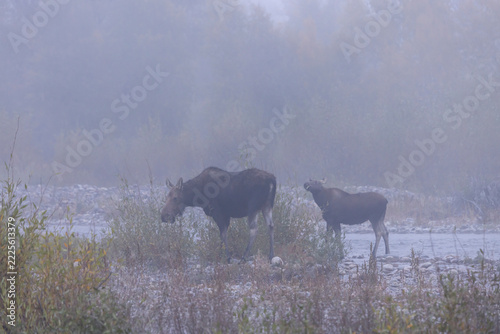 Cow and Calf Moose in Grand Teton National Park Wyoming in Autumn