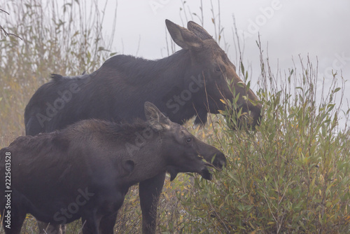 Cow and Calf Moose in Grand Teton National Park Wyoming in Autumn