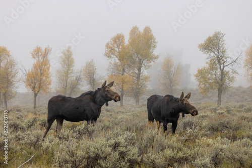 Cow and Calf Moose in Grand Teton National Park Wyoming in Autumn