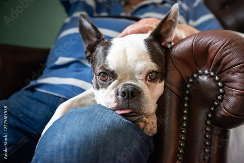 Boston Terrier dog lying on the leg of a man wearing jeans. The man is sitting on a traditional style leather chair. The dog is looking at the camera.