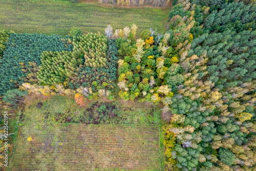 Aerial view of a mixed forest and agricultural field in autumn