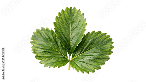 Single fresh green strawberry leaf isolated on a plain surface during daylight with detailed texture