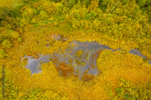 Aerial view of a swamp surrounded by autumn forest and reeds