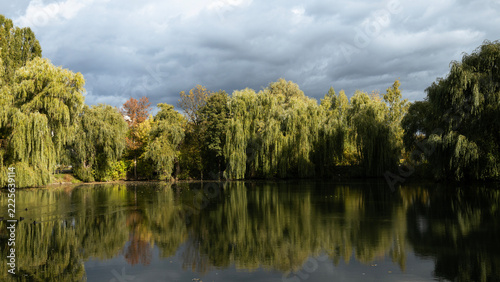 Trees bent over the water, reflection in the lake, landscape, cloudy sky