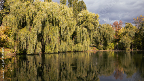Trees bent over the water, reflection in the lake, landscape, cloudy sky