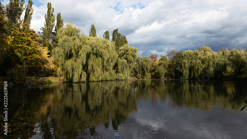 Trees bent over the water, reflection in the lake, landscape, cloudy sky