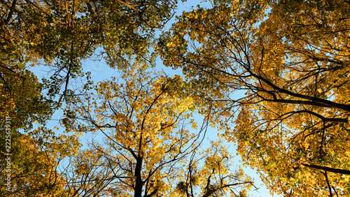 Colorful fall tree leafs against sky, vintage background
