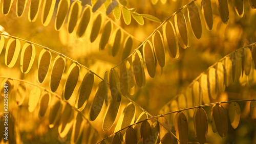 Background of yellow autumn leaves, close-up