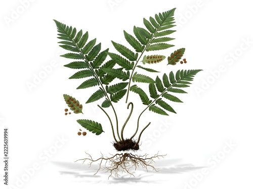 Fern plant botanical illustration featuring fronds, roots, spores, and detailed leaf structures displayed clearly on a clean white backdrop.