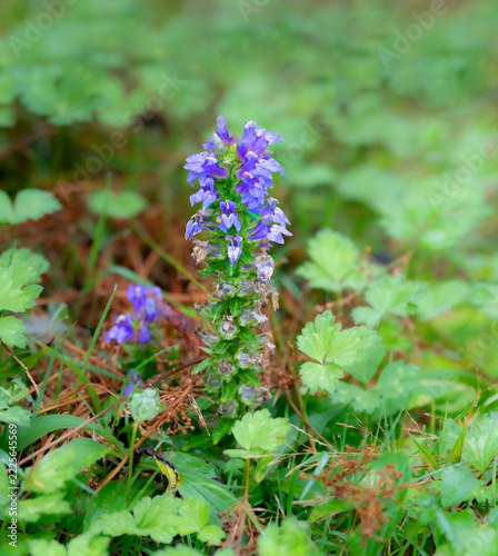 Great Blue Lobelia Wildflower Blooming on Green Groundcover