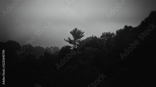 Black and White Landscape of Solitary Tree on Misty Hillside