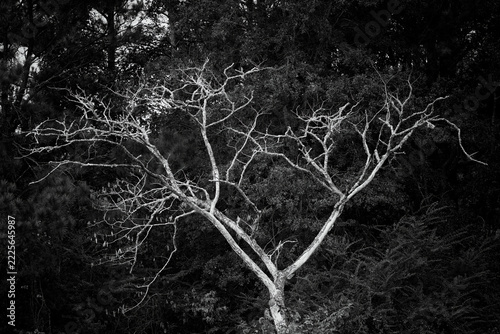 Black and White Bare Tree Against a Dark Forest