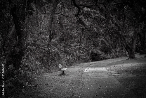 Black and White Landscape of Bench on Tree Lined Path