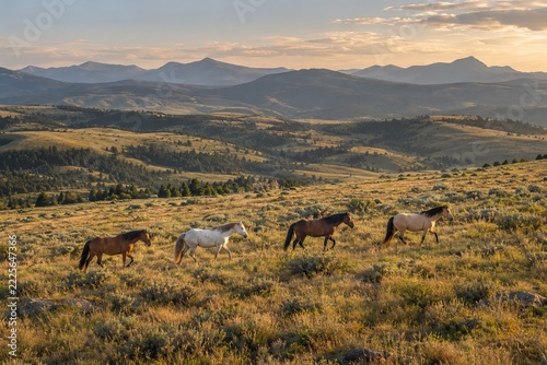 Wild Horse Herd Crossing an Open Grassland