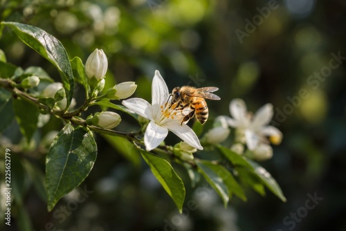 Bee visiting a white star shaped flower amid softly glowing forest leaves