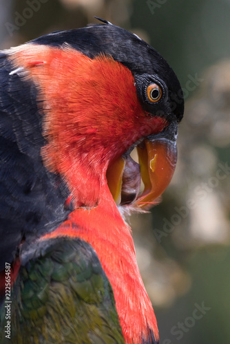 A close profile shot of a black-capped lory, Lorius lory, with striking red, black, and green plumage, its orange beak open as it preens