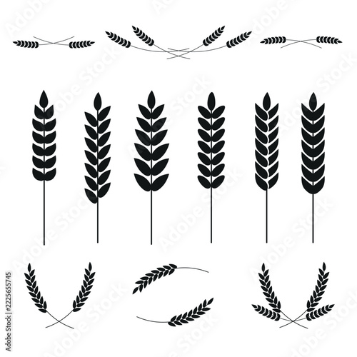 Wheat ears and spikelets vector silhouette collection. Black wheat stalks isolated on white background. Farm grain botanical set for bakery logos, organic food packaging and harvest designs.