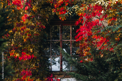Old Wooden Window Framed by Vibrant Red Autumn Foliage