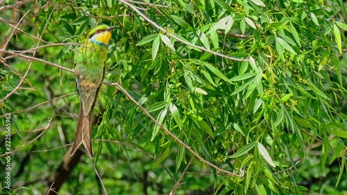 Frontal view of an adult swallow-tailed bee-eater.