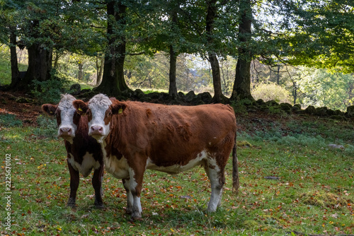 Zwei befreundete Kühe auf einer Wiese 1