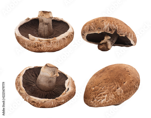 Portobello or Agaricus bisporus mushroom isolated on transparent background.