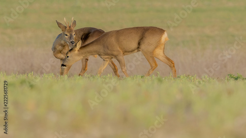 Roe deer on the Marlborough Downs at Avebury in Wiltshire. Great condition on these resilient animals. Nature in conservation.