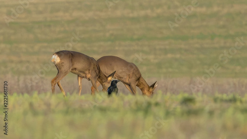 Roe deer on the Marlborough Downs at Avebury in Wiltshire. Great condition on these resilient animals. Nature in conservation.
