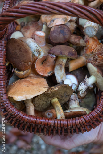 Close-Up of a Basket Filled with Freshly Picked Wild Mushrooms.