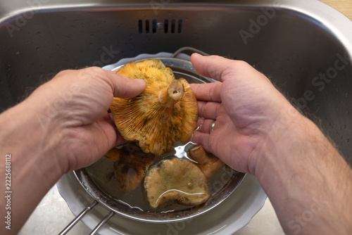 Washing Fresh Saffron Milk Cap Mushrooms in a Kitchen Sink.