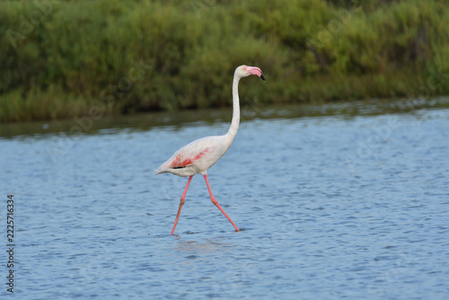 Flamingo