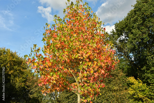 Herbstfeuer