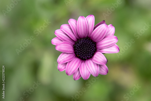 Beautiful Pink Daisy Flower with Dark Purple Center on Soft Green Blurred Background