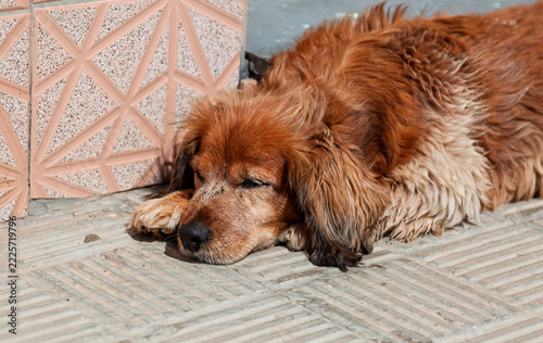 Mischlingshund liegt allein auf einer Strasse
