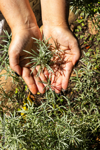 Medium shot of a pair of hands carefully holding a sprig of fresh rosemary in a sunny vegetable patch or garden - Salvia rosmarinus