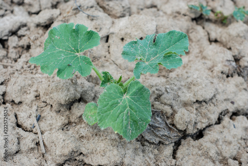 Green pumpkin leaves growing in a cultivated field in spring. Young zucchini and squash leaves spreading across rich soil in a rural garden.