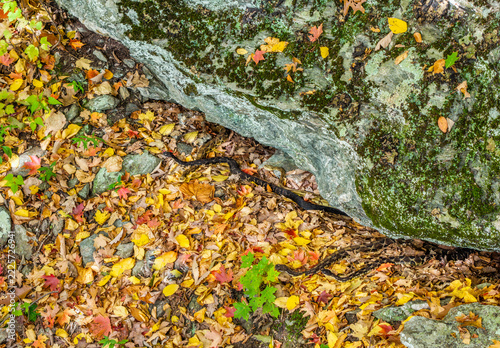 Drone image of timber rattlesnakes basking just outside their New York overwintering den 