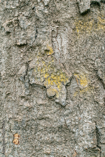 Rough Tree Bark Texture with Deep Cracks and Gray Natural Wood Background