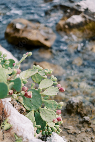 Prickly Pear Cactus Growing on Rocky Coast