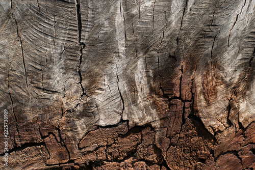 Weathered Cracked Tree Trunk Wood Texture with Deep Cracks and Rustic Natural Background