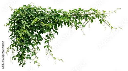 Lush green Cayratia trifolia vine forming an L-shaped natural frame with cascading foliage on white background
