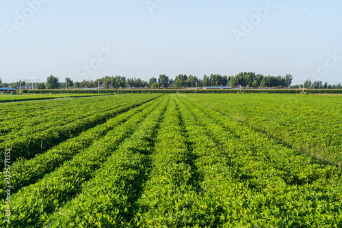  Peanut Field, Peanut plantation fields.