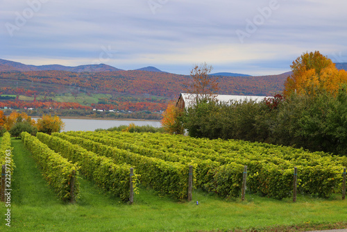 Ile d'Orleans wineries in the fall Quebec Canada is one of the most spectacular day trips you can take from Quebec City, combining vibrant autumn foliage with local grape harvests. 