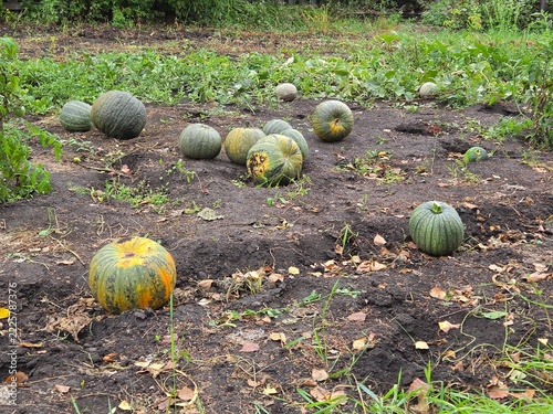 Green and orange pumpkins lying on ground of garden bed surrounded by leaves, representing seasonal harvest, organic gardening, agriculture, and fresh autumn produce
