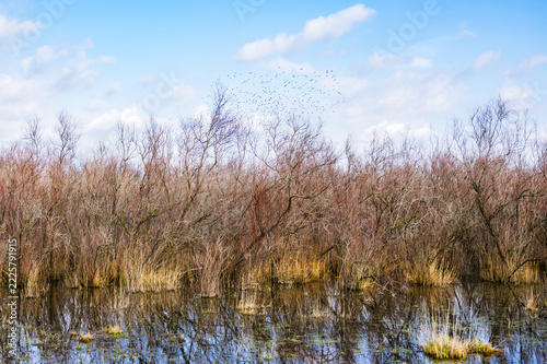 reeds in the water, with flock of birds in the background flying
