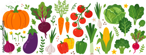 Colorful cartoon autumn vegetables harvest collection pumpkin beet carrot tomato cabbage corn broccoli pepper eggplant onion illustration vector isolated