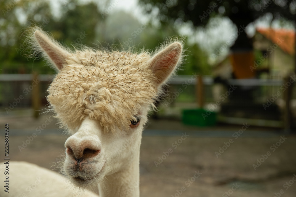 Naklejka premium Fluffy white alpaca with textured fur in a ranch setting